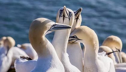 开云app下载-VALORANT 战队新人表现超预期，valorant比赛规则