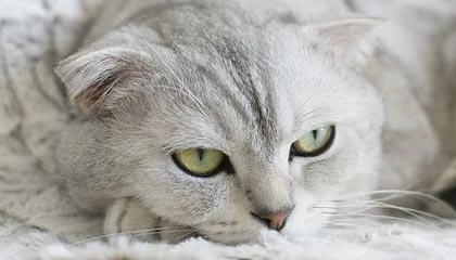 kaiyun.com-【未来赛事】全球最大规模的台球锦标赛即将开幕，台球国际锦标赛